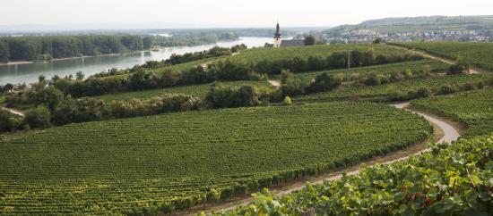 Rheinhessen