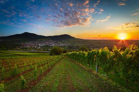 Pfalz