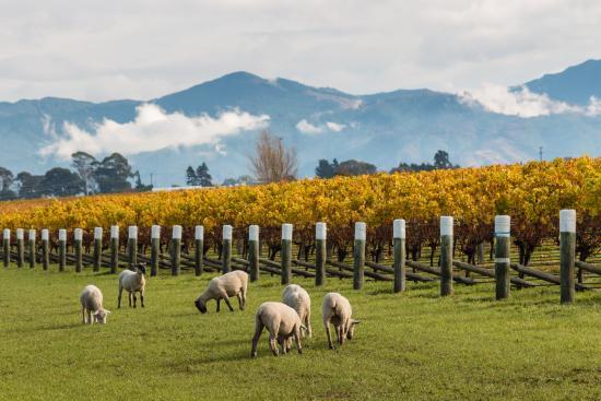 Marlborough