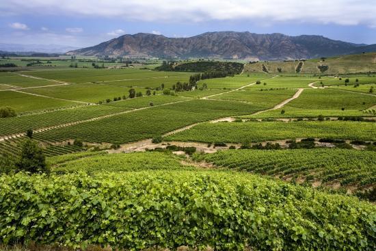 Colchagua