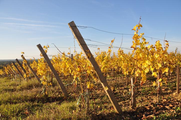 Sauternes